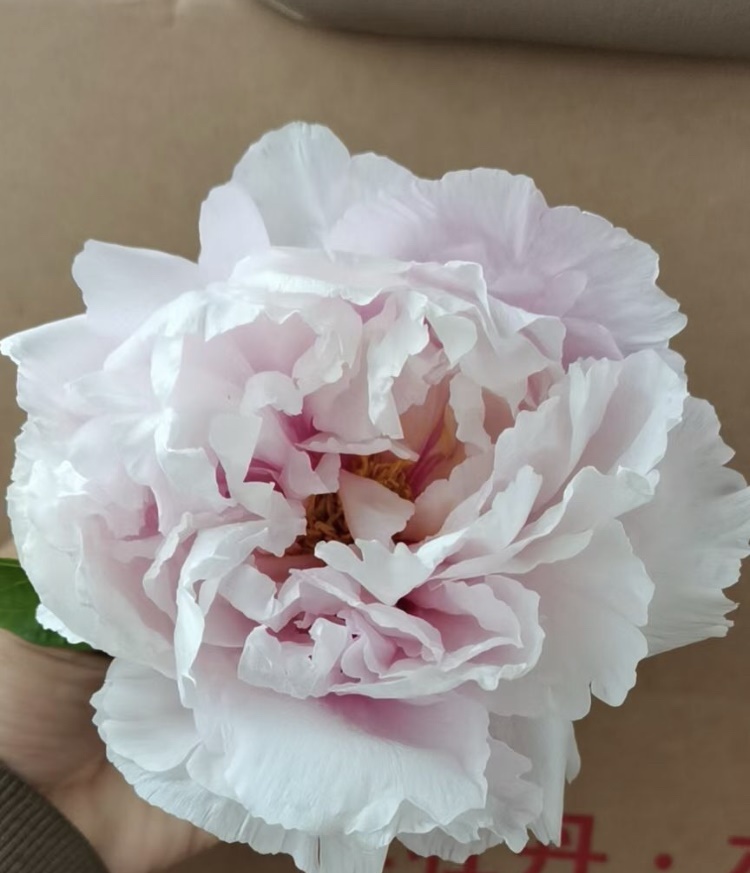 鲁荷红牡丹鲜切花