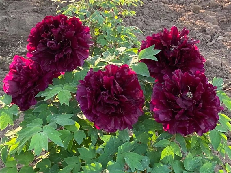 黑海撒金牡丹鲜切花