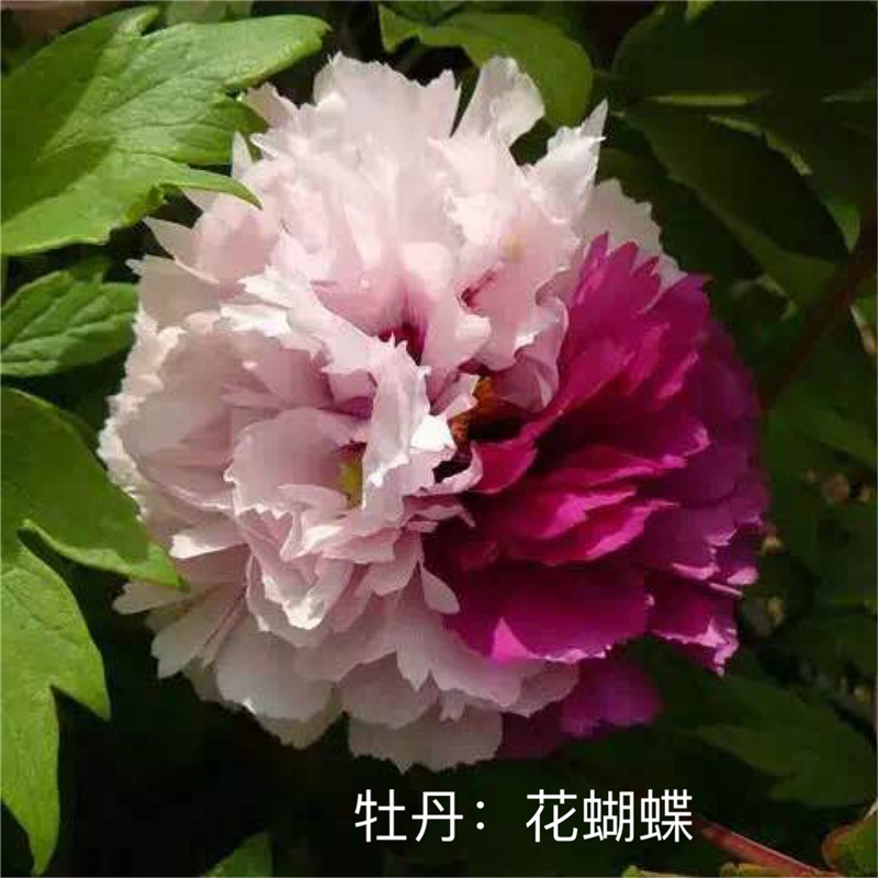 花蝴蝶牡丹鲜切花，双色牡丹