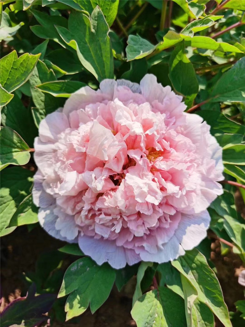 似菊花牡丹鲜切花