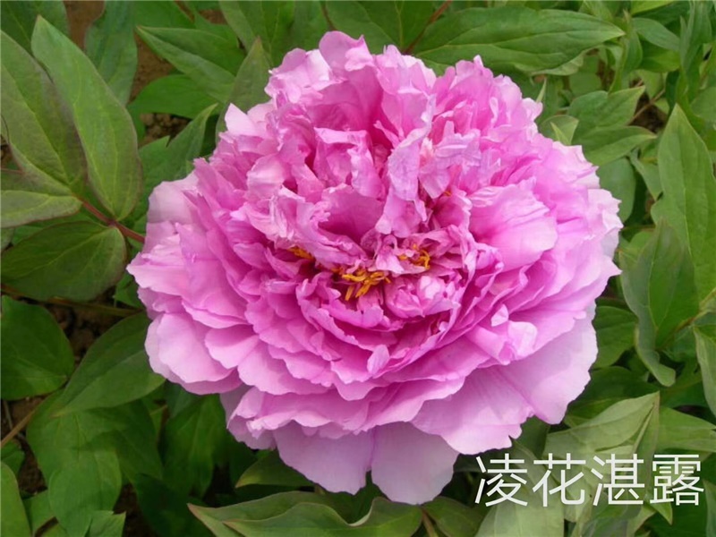 凌花湛露牡丹鲜切花