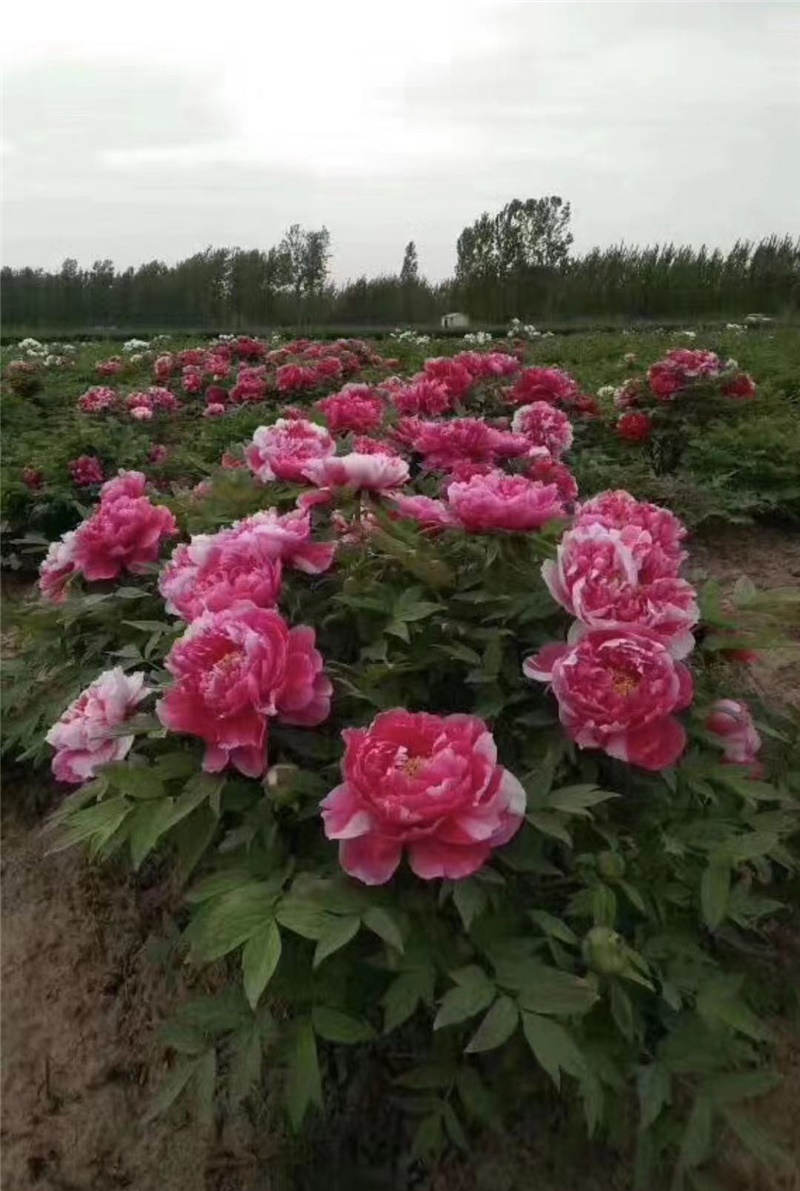 岛锦牡丹鲜切花