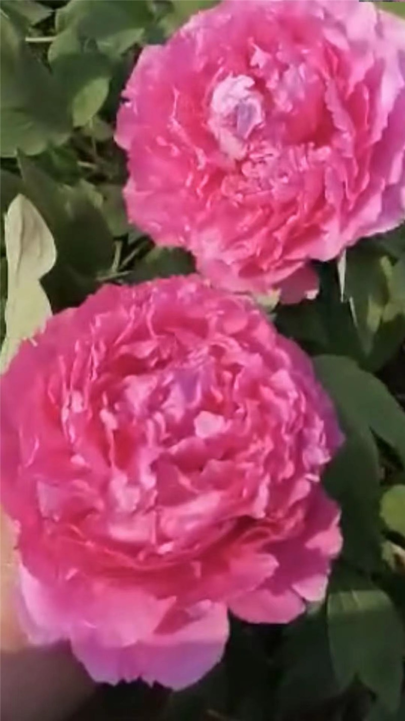 珊瑚台牡丹鲜切花
