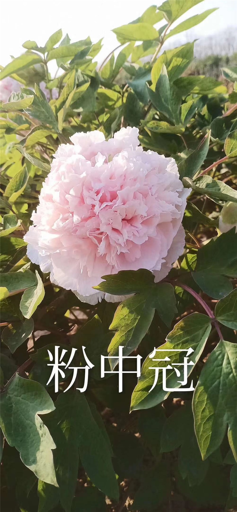 粉牡丹鲜切花