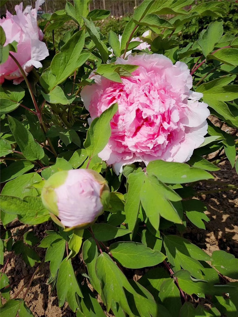 粉楼台牡丹鲜切花