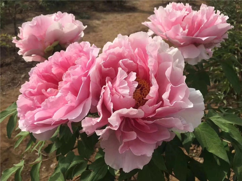 肉芙蓉牡丹鲜切花