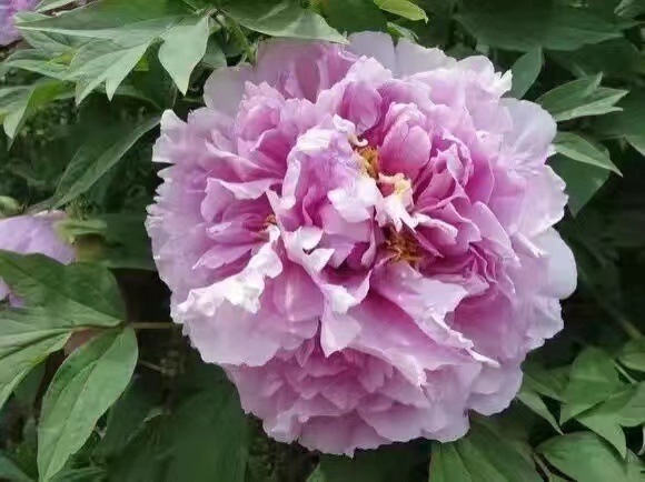 软玉温香牡丹鲜切花