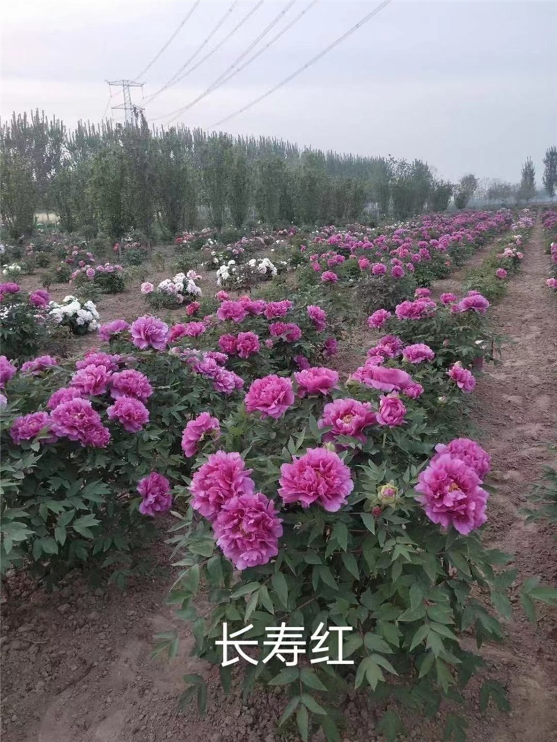 长寿红牡丹鲜切花