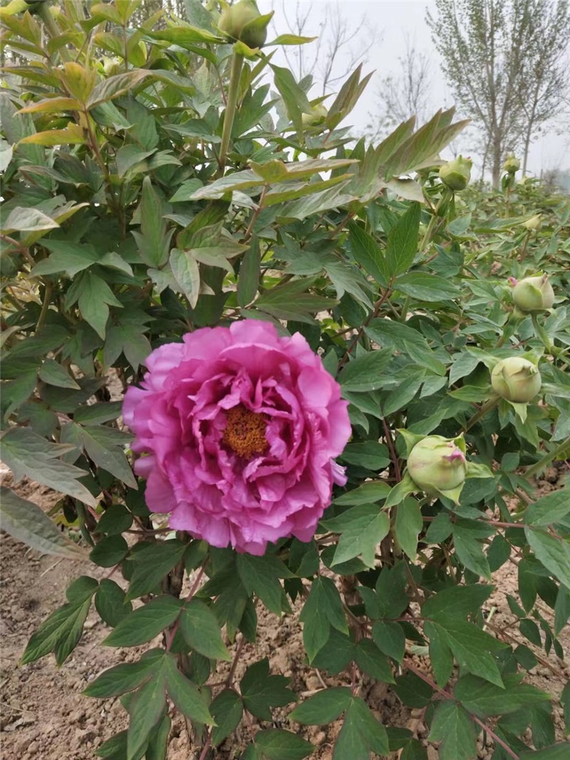 紫牡丹鲜切花