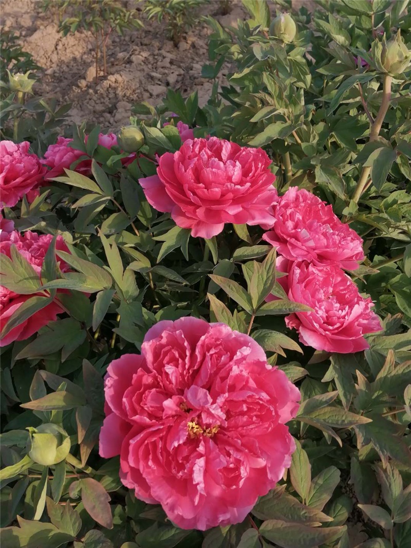 脂红牡丹鲜切花