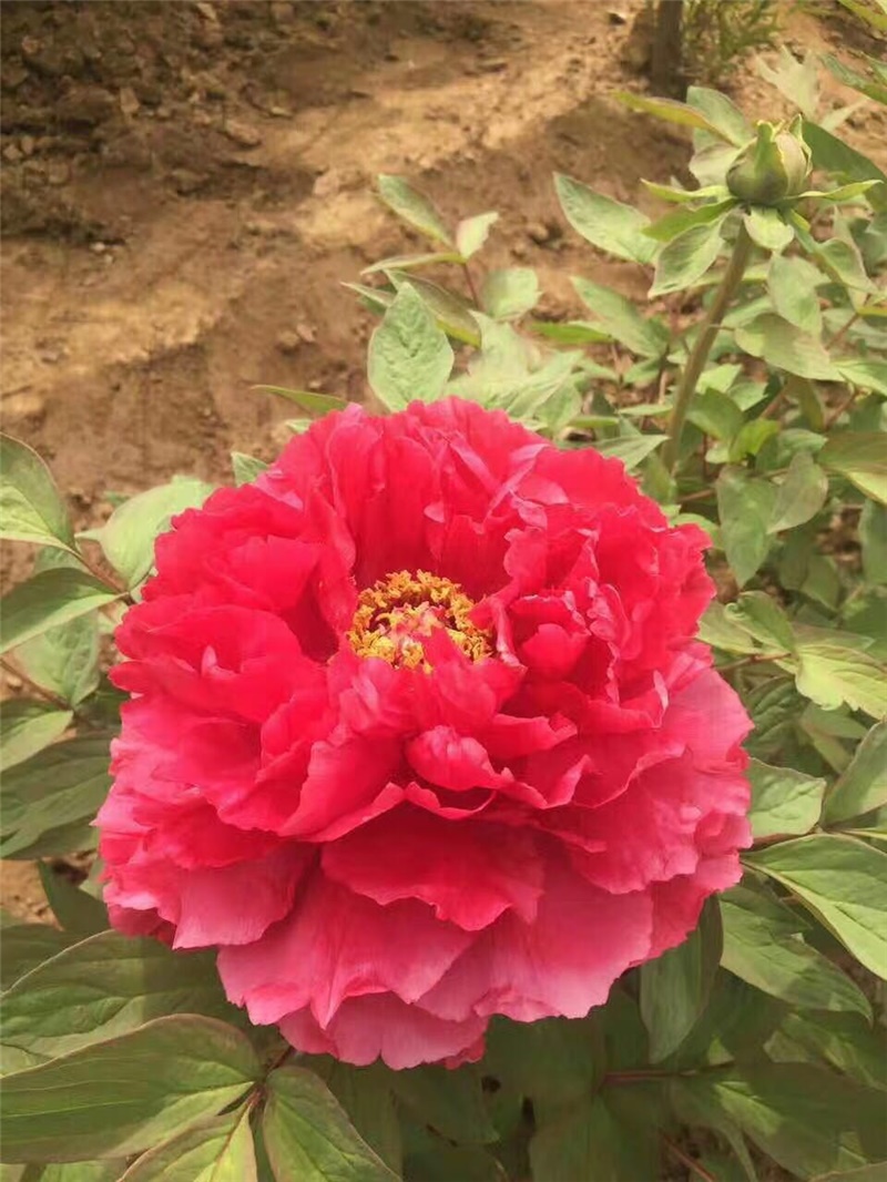红牡丹鲜切花
