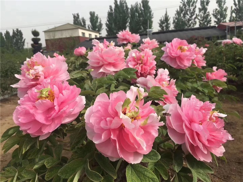 贵妃插翠牡丹鲜切花
