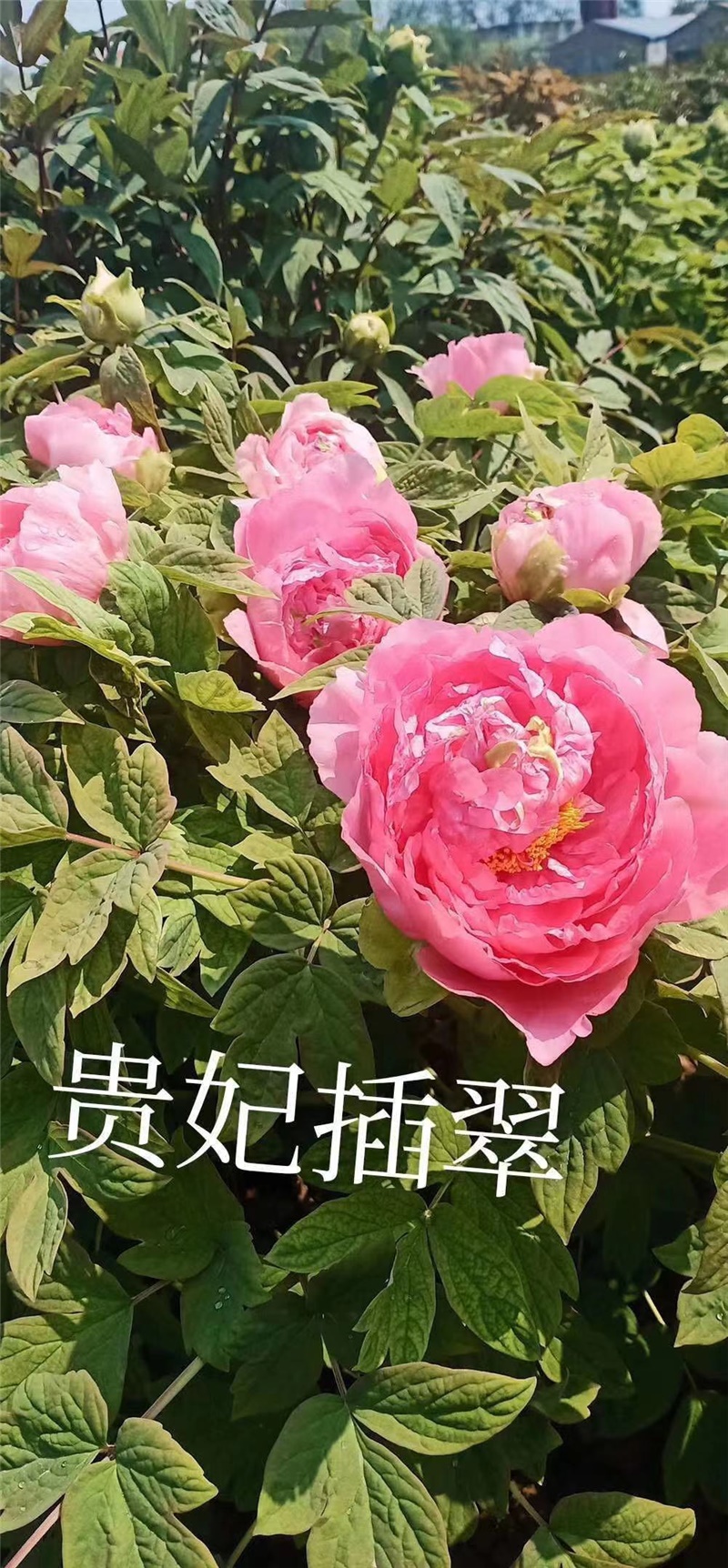 贵妃插翠牡丹鲜切花