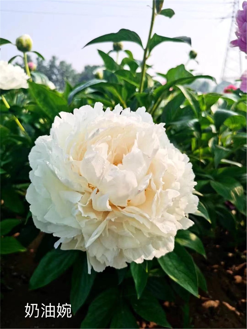 荷兰进口芍药
