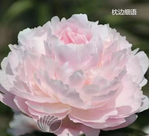 荷兰进口芍药鲜切花