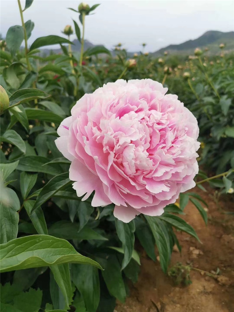 沙拉芍药鲜切花