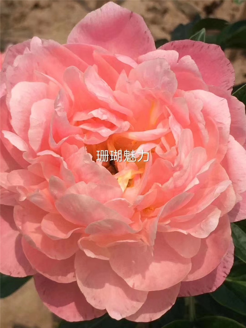 珊瑚魅力芍药鲜切花 荷兰进口芍药