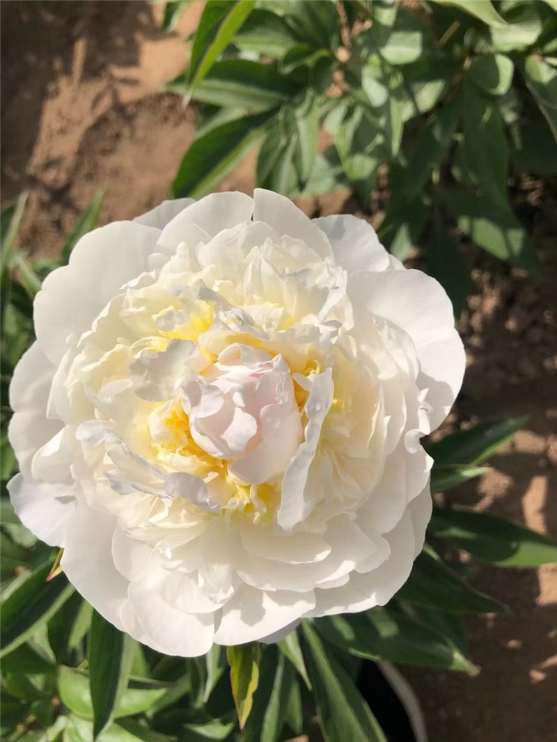 羞涩女王芍药鲜切花 荷兰进口芍药