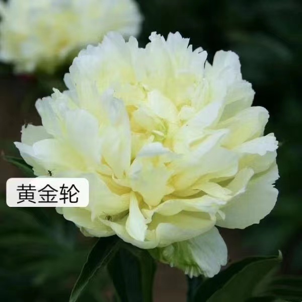 黄金轮芍药鲜切花 荷兰进口芍药