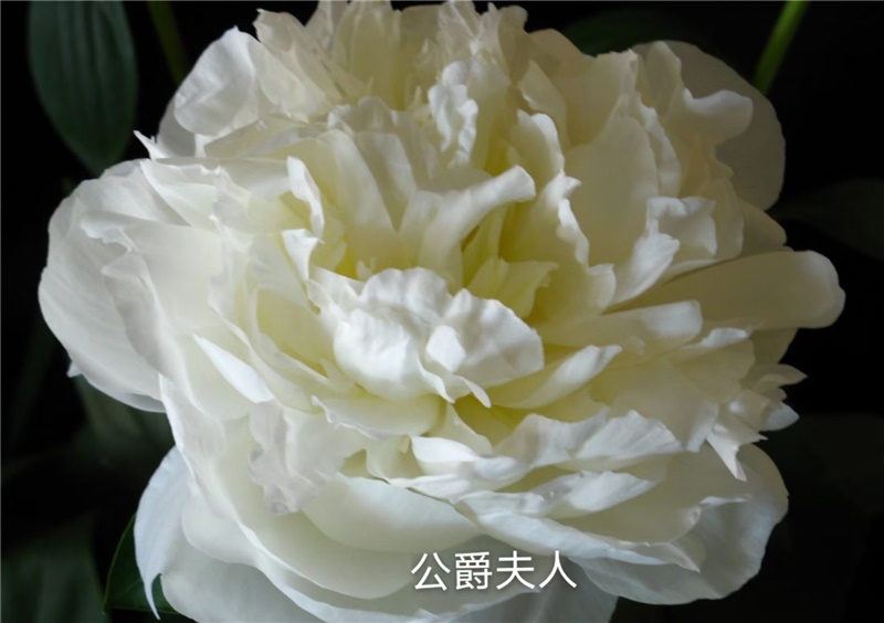 公爵夫人芍药鲜切花