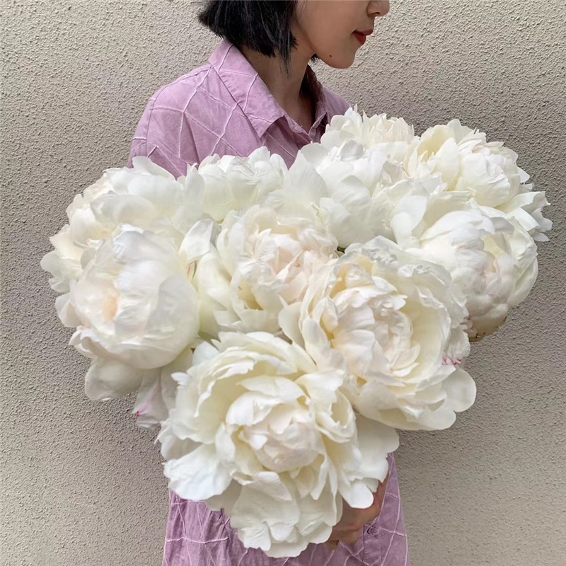 奶油婉芍药鲜切花