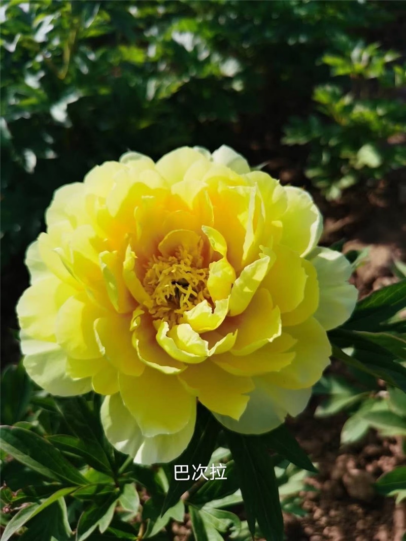 巴次菈芍药鲜切花 荷兰进口芍药