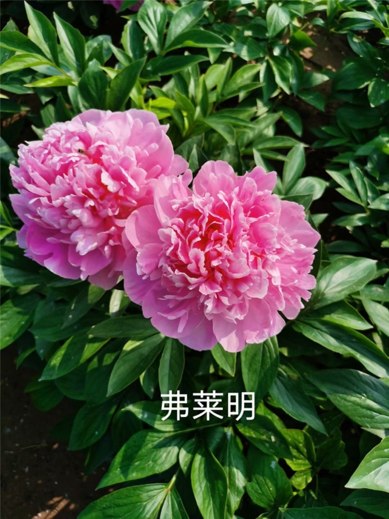 弗莱明芍药鲜切花 荷兰进口芍药