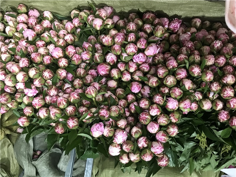 沙拉芍药鲜切花