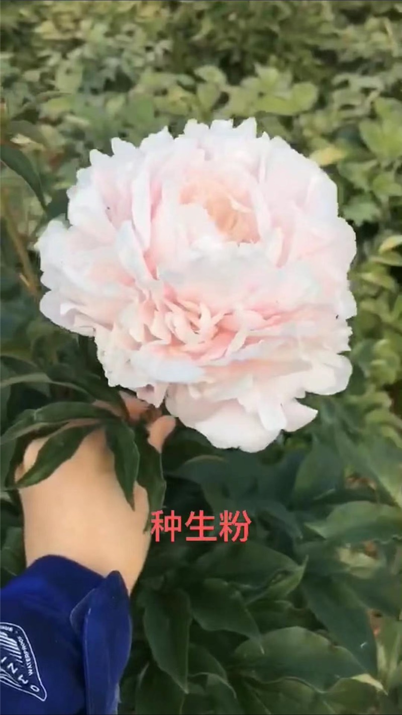种生粉芍药鲜切花