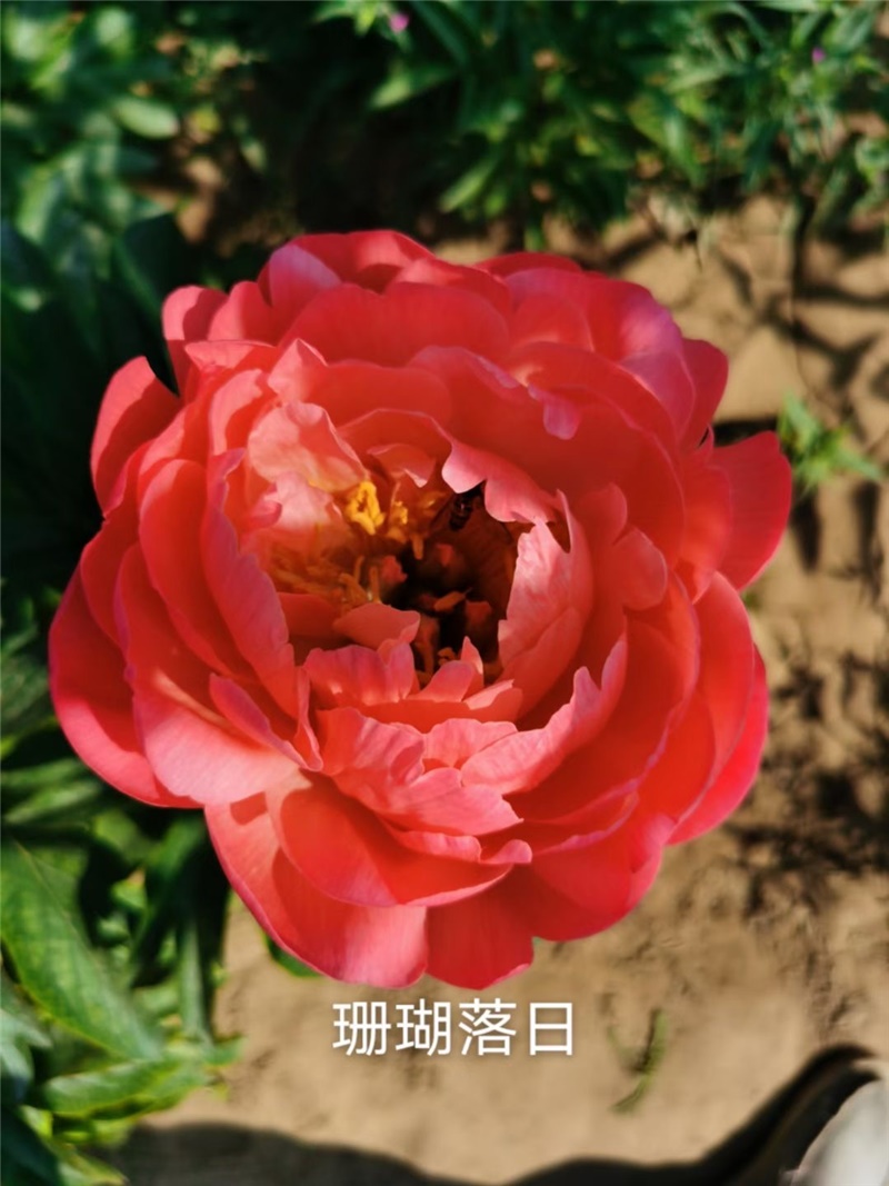 落日珊瑚芍药鲜切花