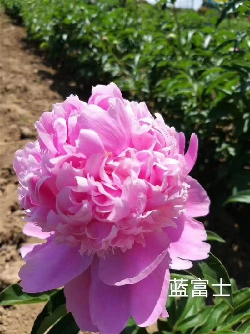 蓝富士芍药鲜切花