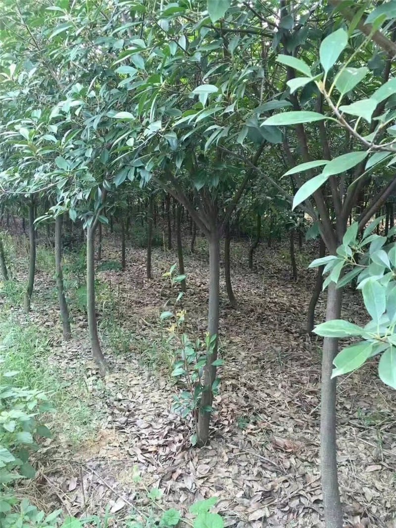 独杆红叶石楠
