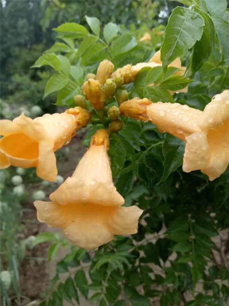 荷兰黄花凌霄