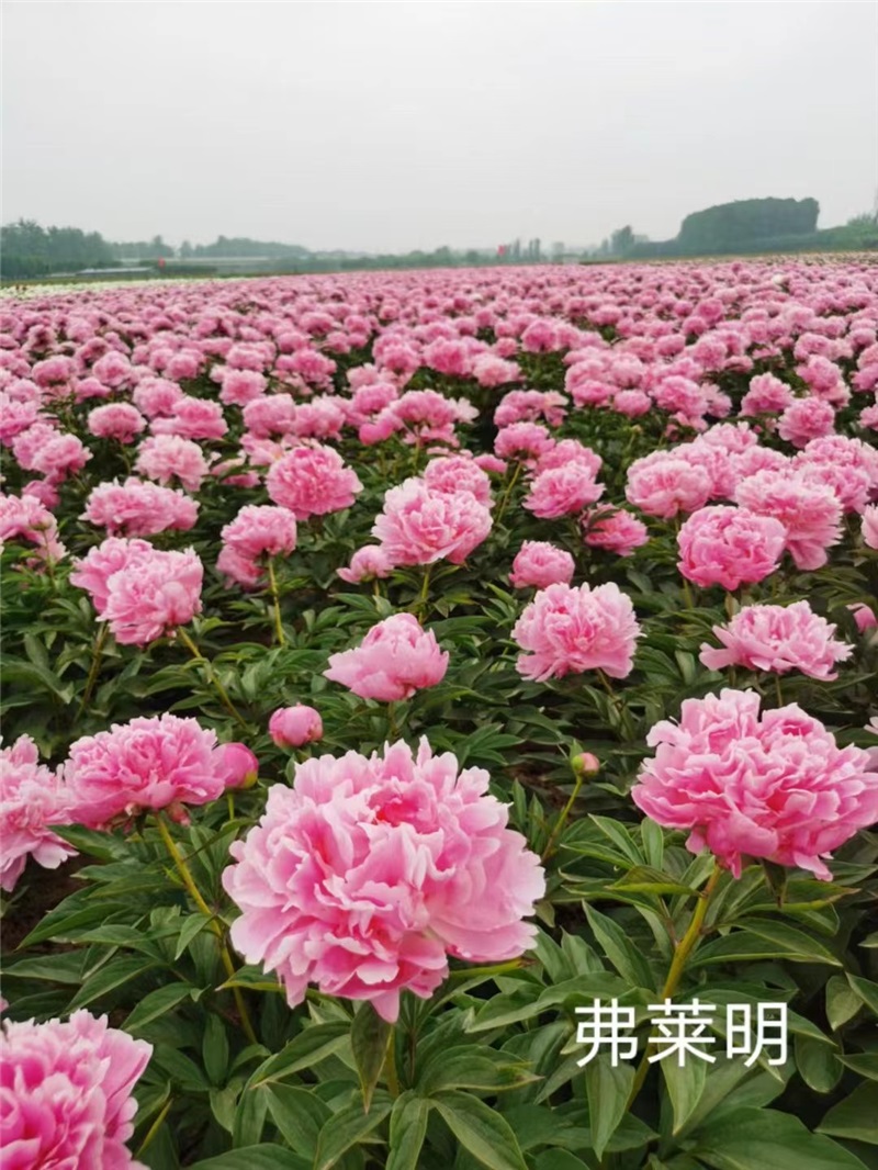荷兰进口芍药 弗莱明