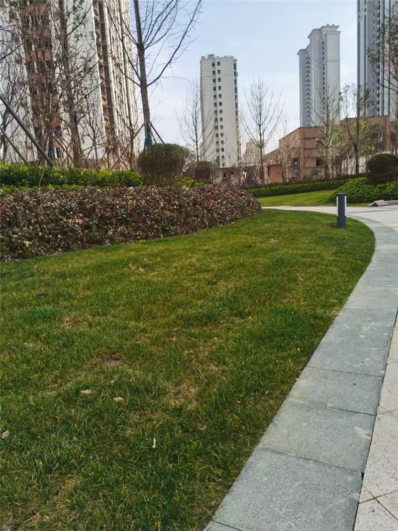 江苏丰县公园壹号小区园林绿化效果图