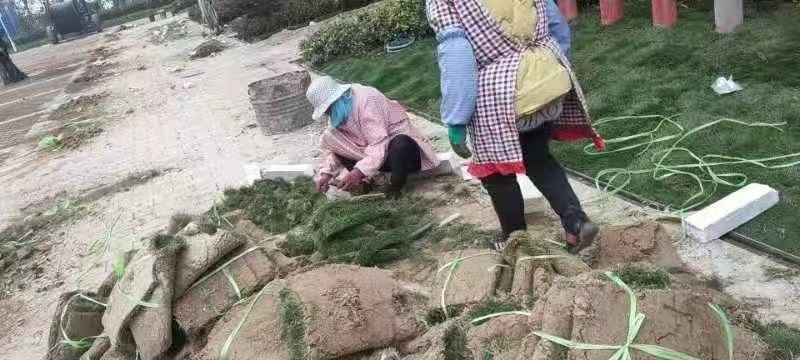 江苏丰县公园壹号小区园林绿化施工图